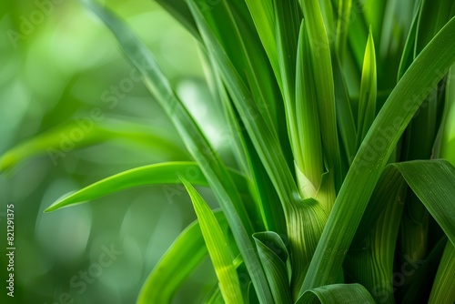 Close-Up of Vibrant Green Shallot Leaves in Sunlight