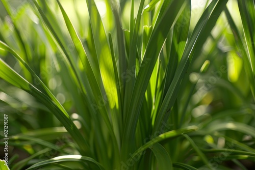 Green Shallot Leaves in Natural Light  Close View