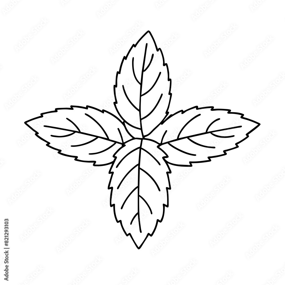 Black and White Line Drawing of Peppermint Plant, Vector Illustration with Transparent Background