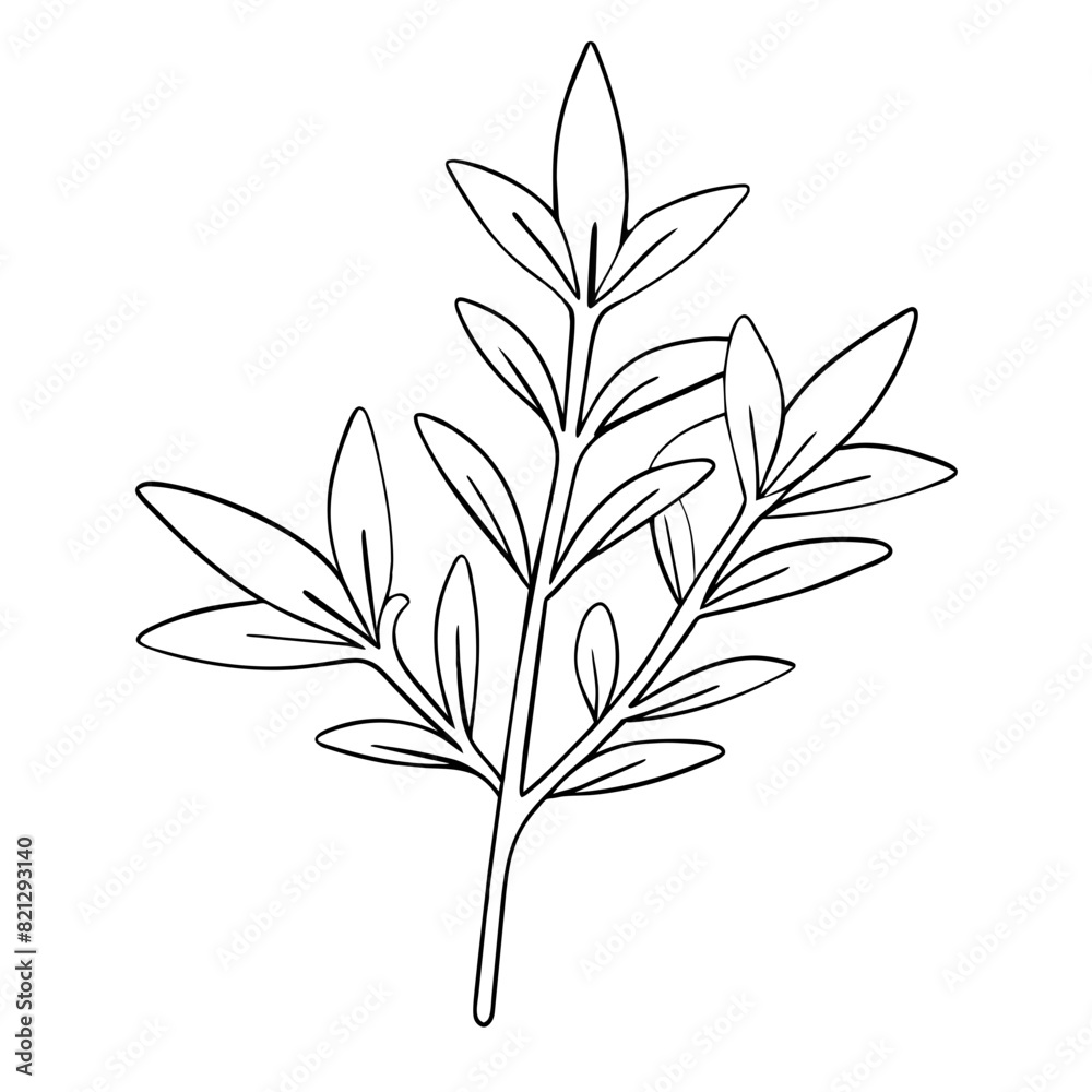 black and white line drawing features vector illustration of thyme (Thymus vulgaris) culinary, herbal black and white line drawing features vector illustration of thyme (Thymus vulgaris) culinary, herbal