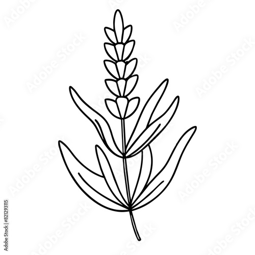 Elegant Lavender Vector Illustration -  perfect for various creative projects