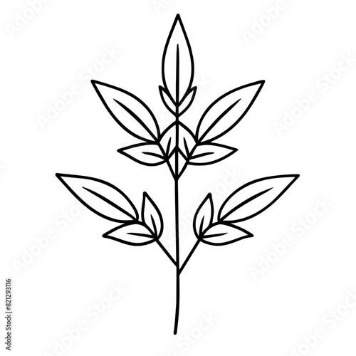 vector illustration of lemon verbena, a fragrant herb known for its culinary and medicinal properties