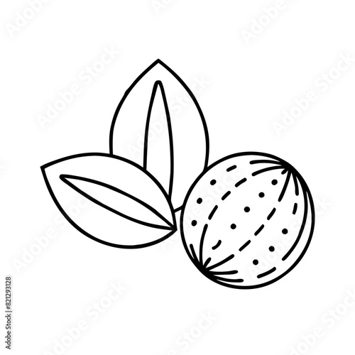 transparent vector line drawing of nutmeg and its aril, mace