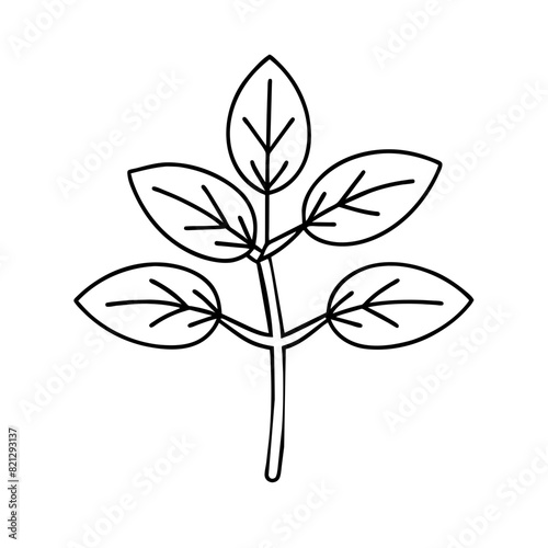  black and white line drawing vector illustration of marjoram (Origanum majorana), fragrant herb 