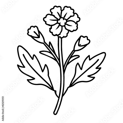 black and white line drawing vector showcases costmary  Tanacetum balsamita   fragrant herb