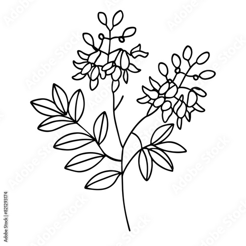 black and white line drawing features a transparent vector illustration of a cassia flowers plant