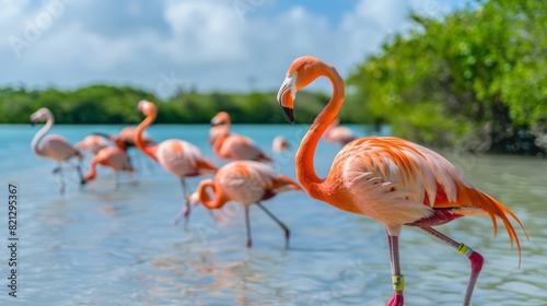 High-resolution photo, flamingos in the wild on bonaire's coastal lagoons, detailed capture of the birds in their natural habitat, soft natural light, generated with ai