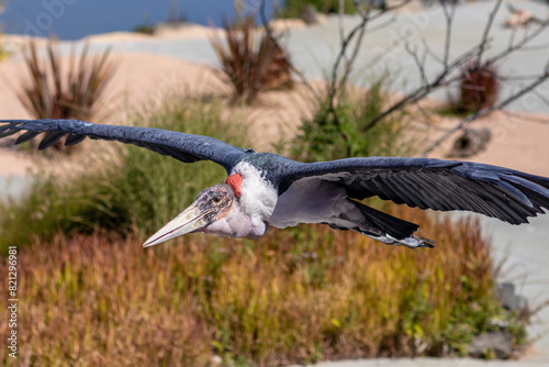 Marabou stork - Leptoptilos crumenifer - Marabout d'Afrique photo