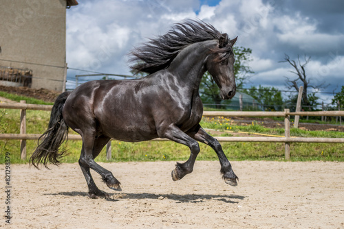 Obraz na plátně Magnifique cheval de race frison dans un élevage en nature