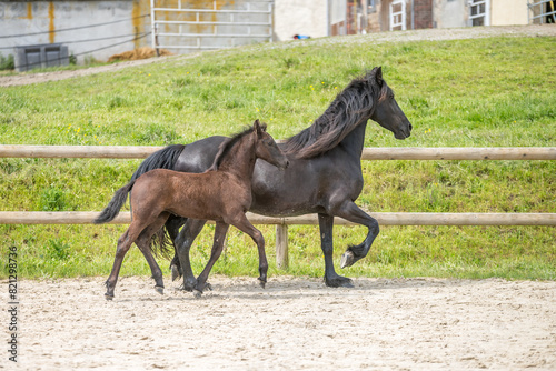 Magnifique cheval de race frison dans un élevage en nature © Alexandre