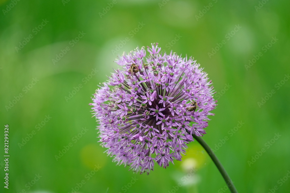 Blüte des Riesen-Lauch mit Insekten auf einer Wiese Blüte des Riesen-Lauch mit Insekten auf einer Wiese