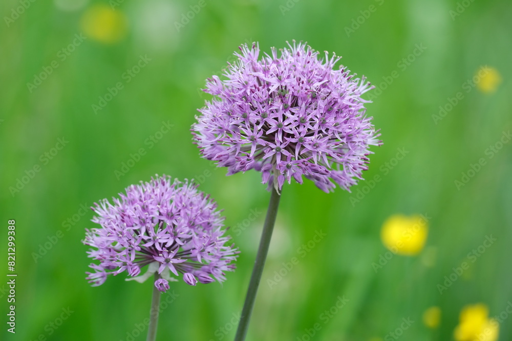 Riesen-Lauch - Allium giganteum - auf einer Wiese Riesen-Lauch - Allium giganteum - auf einer Wiese