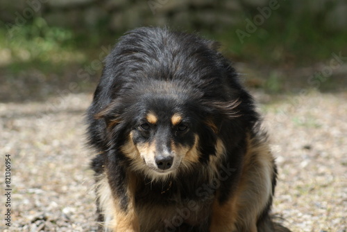 black dog portrait © Iliev