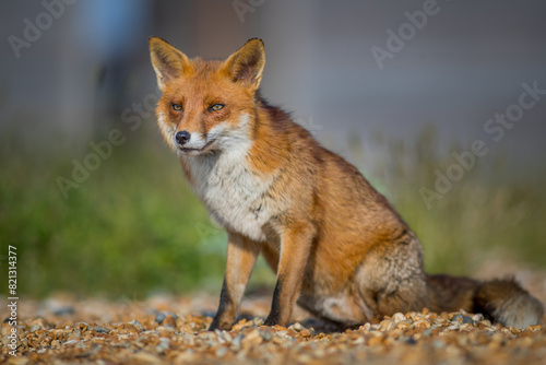  Close-up of a red fox (Vulpes vulpes) sitting like a dog in Summer in Kent, United Kingdom