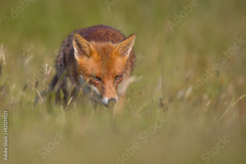  Close-up of a red fox (Vulpes vulpes) hunting in Summer in Kent, United Kingdom