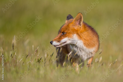  Close-up of a red fox (Vulpes vulpes) side photo in Summer in Kent, United Kingdom © JTP Photography
