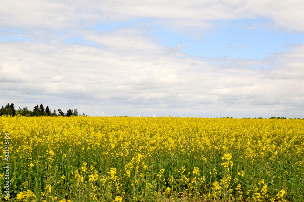 Road on the rapeseed field on a summer day