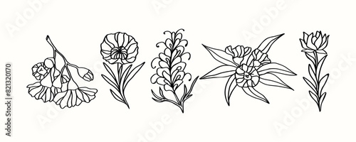 Line art Australian native flowers illustration