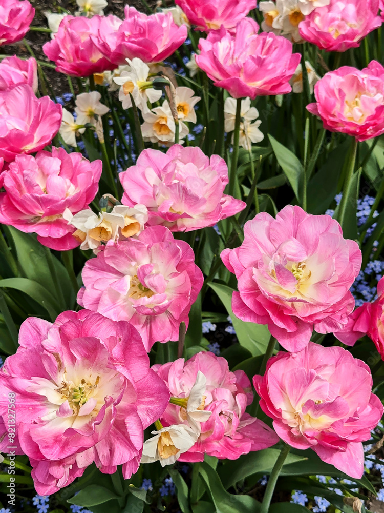 Closeup of several stunning peonies and daffodils in a flower bed at Butchart Gardens, Victoria. Closeup of several stunning peonies and daffodils in a flower bed at Butchart Gardens, Victoria.