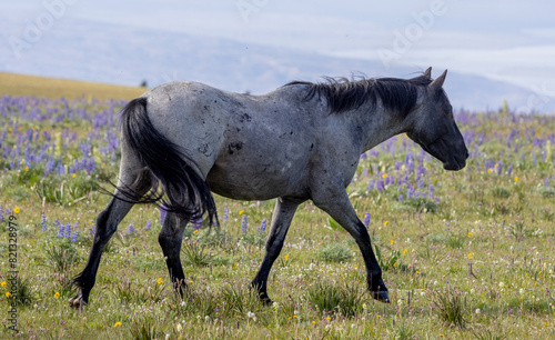 Wild Horse in Summer in the Pryor Mountains Montana