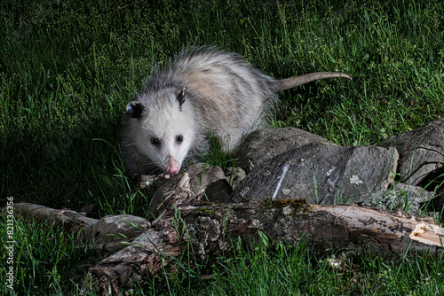Young opossum foraging at night.