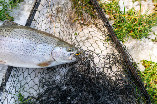 Catching a brown trout in the river.