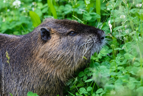 Nutria 44