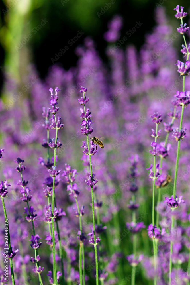 Obraz premium A bee on a lavender branch. Lavender Field