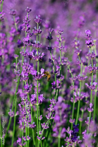 Honey bee collecting pollen at lavender. Bee flying over the lavender flower in blur background