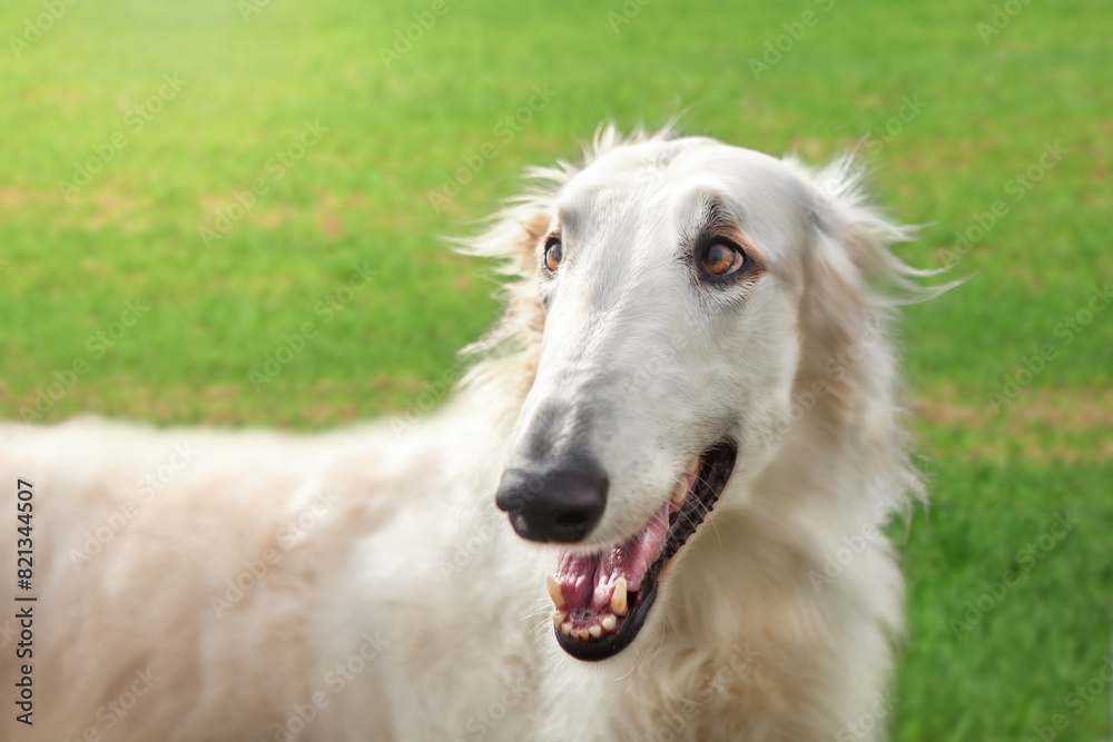 Portrait of a dog, Russian Borzoi, black and white, graceful long muzzle, close-up, against the backdrop of a landscape, field and blue sky. Close-up of a dog's face, shot with a wide-angle lens. Portrait of a dog, Russian Borzoi, black and white, graceful long muzzle, close-up, against the backdrop of a landscape, field and blue sky. Close-up of a dog's face, shot with a wide-angle lens.