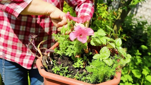 Woman's hands planting petunia flowers in the garden photo