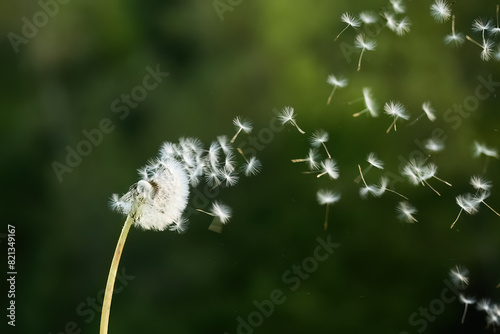 Картината върху платно Dandelion Seeds in the Wind