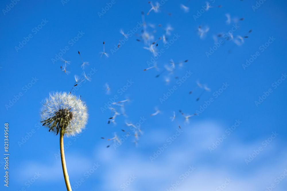 Fototapeta premium Dandelion Seeds Blowing in the Wind