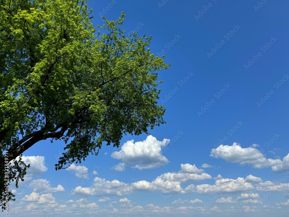 Obraz premium Tree green leaves and sky clouds.