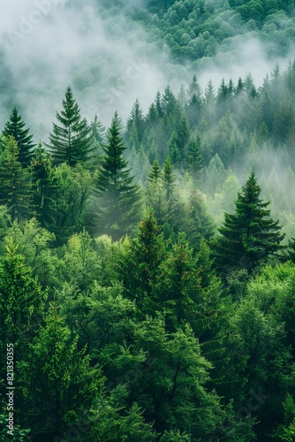 A forest with trees covered in mist © TheosArtTavern