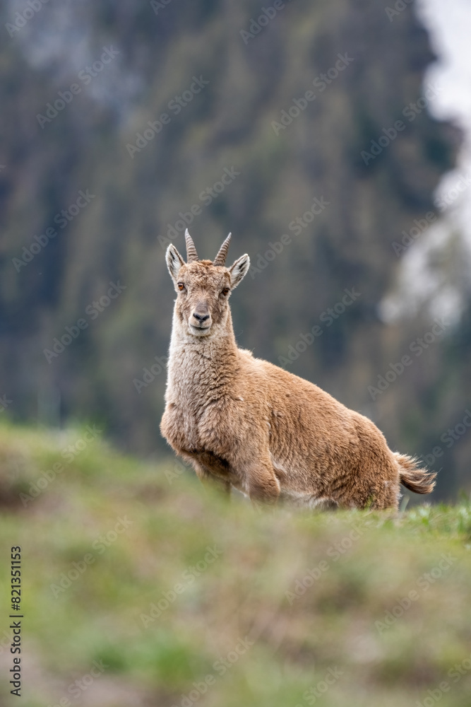 Female alpine ibex, Capra ibex, standing on a glade against alpine forest background, taken on a spring morning in the Italian Alps. Animals in the wild.