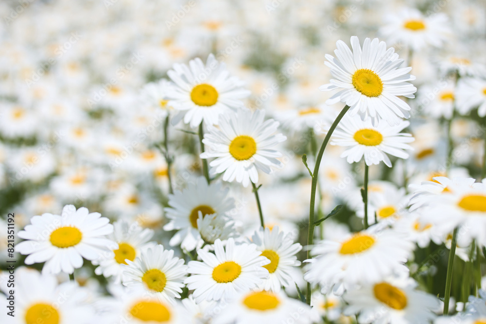Fototapeta premium Blooming Daisy Field. Beautiful white daisies with yellow centers