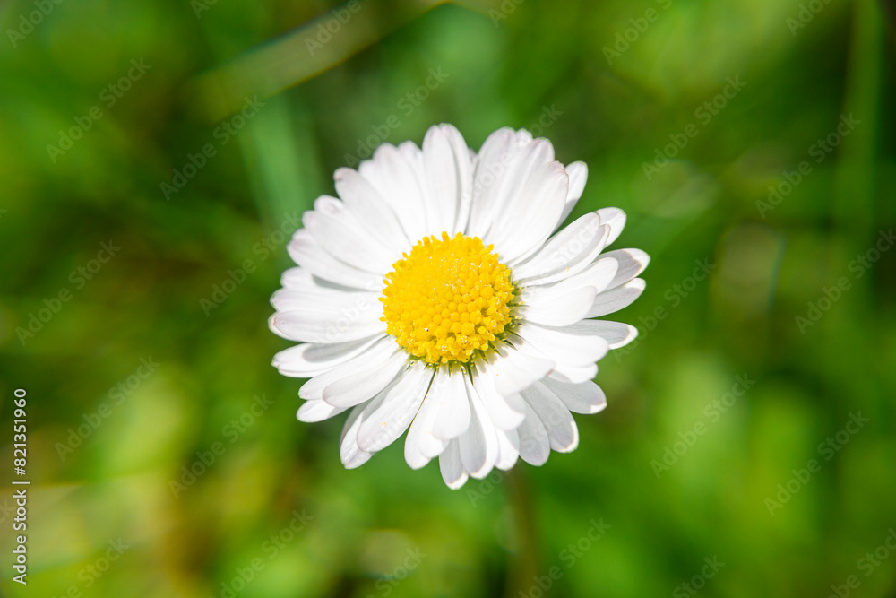 Stokrotka w skali makro na tle trawy | Daisy in macro scale on the grass background Stokrotka w skali makro na tle trawy | Daisy in macro scale on the grass background