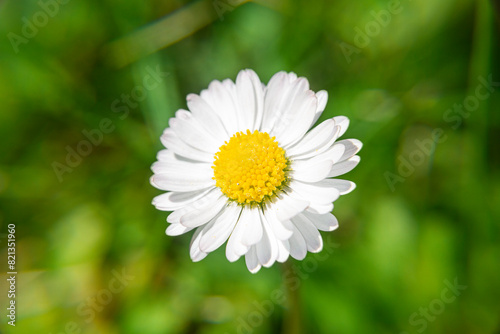 Stokrotka w skali makro na tle trawy | Daisy in macro scale on the grass background