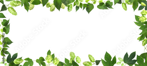 Frame made of fresh green hops and leaves on white background photo