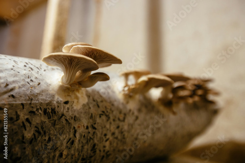 Oyster mushroom cultivation growing in farm on oil cake substrate