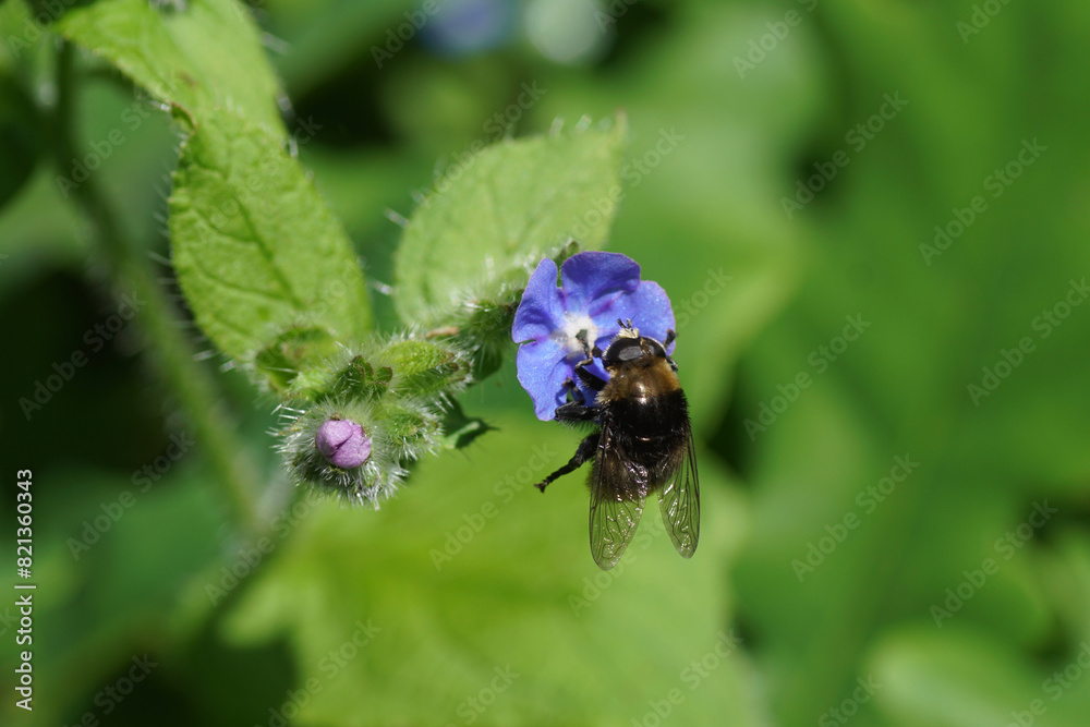 Close up male Narcissus bulb fly (Merodon equestris), family Syrphidae on flower of green alkanet (Pentaglottis sempervirens), family borage (Boraginaceae). Spring, Netherlands, May Close up male Narcissus bulb fly (Merodon equestris), family Syrphidae on flower of green alkanet (Pentaglottis sempervirens), family borage (Boraginaceae). Spring, Netherlands, May