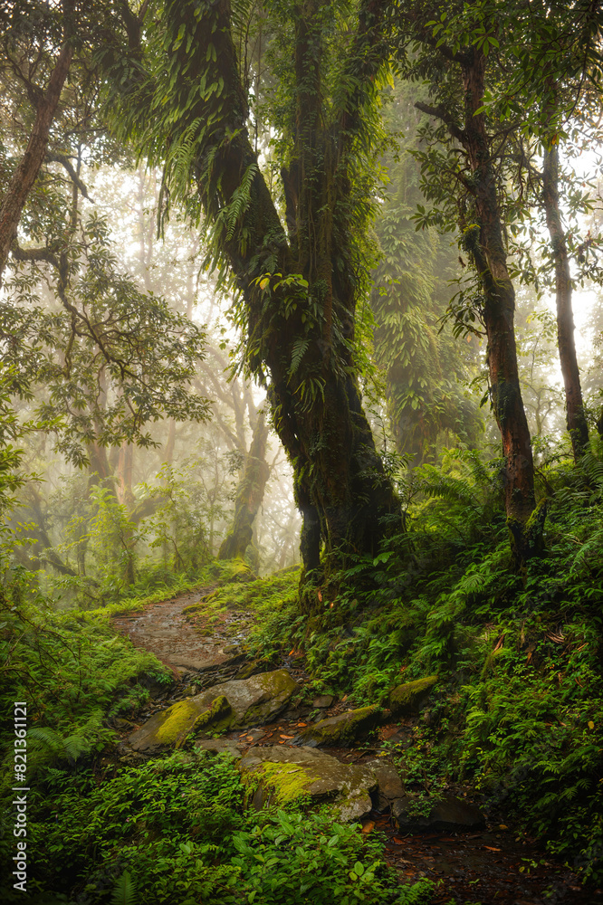 Tropical rainforest with trees and moss Tropical rainforest with trees and moss
