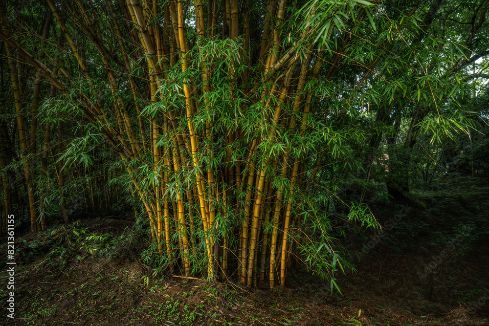 Tropical rainforest with trees and moss Tropical rainforest with trees and moss