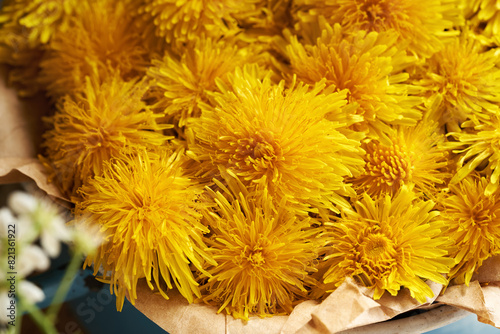 Closeup of fresh dandelion flowers harvested in spring - ingredient for herbal syrup
