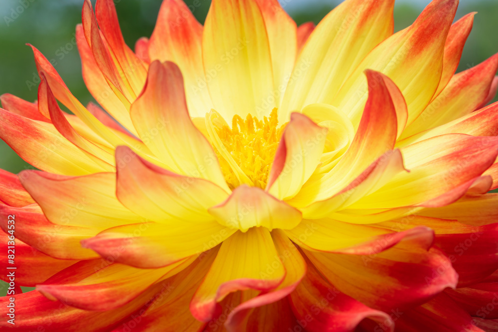 Closeup of the center of a dahlia flower in full bloom