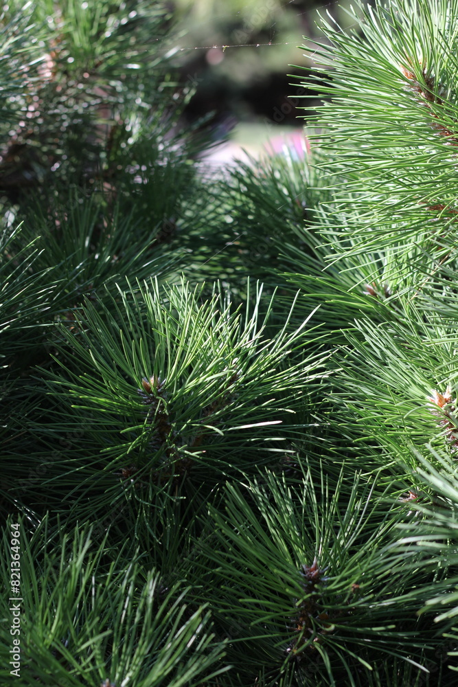 christmas tree branches christmas tree branches
