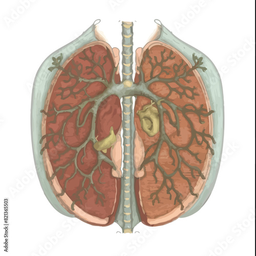  vector icons illustrating for human body anatomy part with muscular and skeleton like hart and brain 
