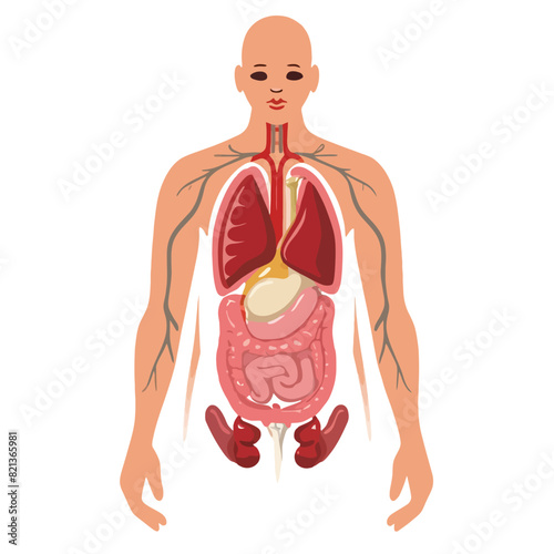 vector icons illustrating for human body anatomy part with muscular and skeleton like hart and brain 
