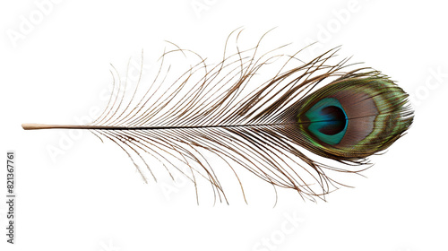 Peacock feather